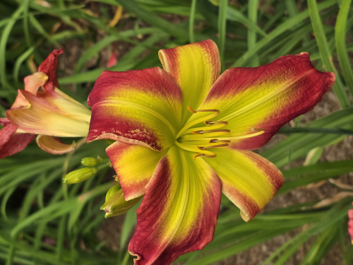 Fried Green Tomatoes