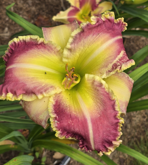 69aed18e7a32a9.46742274.jpg