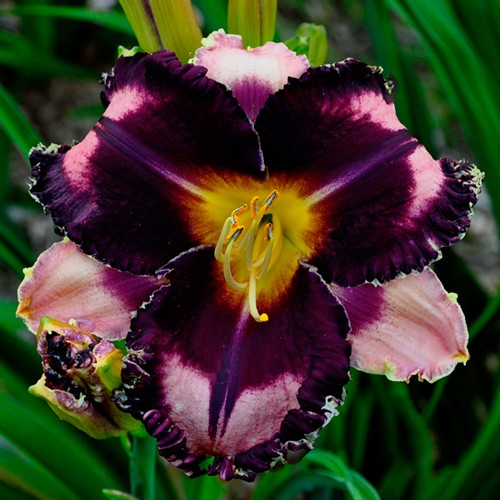 Fabulous Black Pearl
