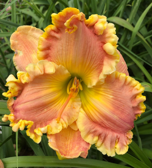 Fine French Porcelain