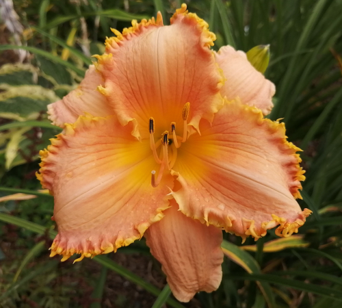 Forestlake Ragamuffin